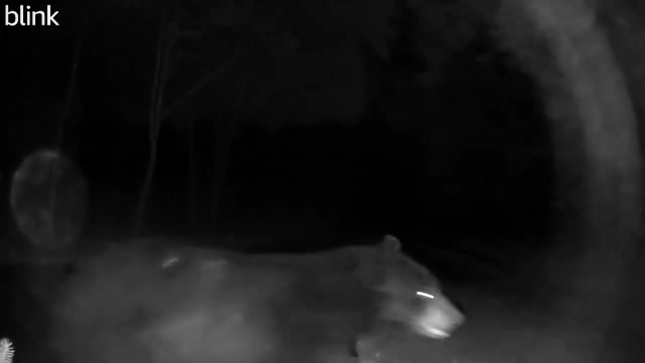 Bear sighting in Wisconsin near 164 and National Avenue (COURTESY: Debbie Radtke)